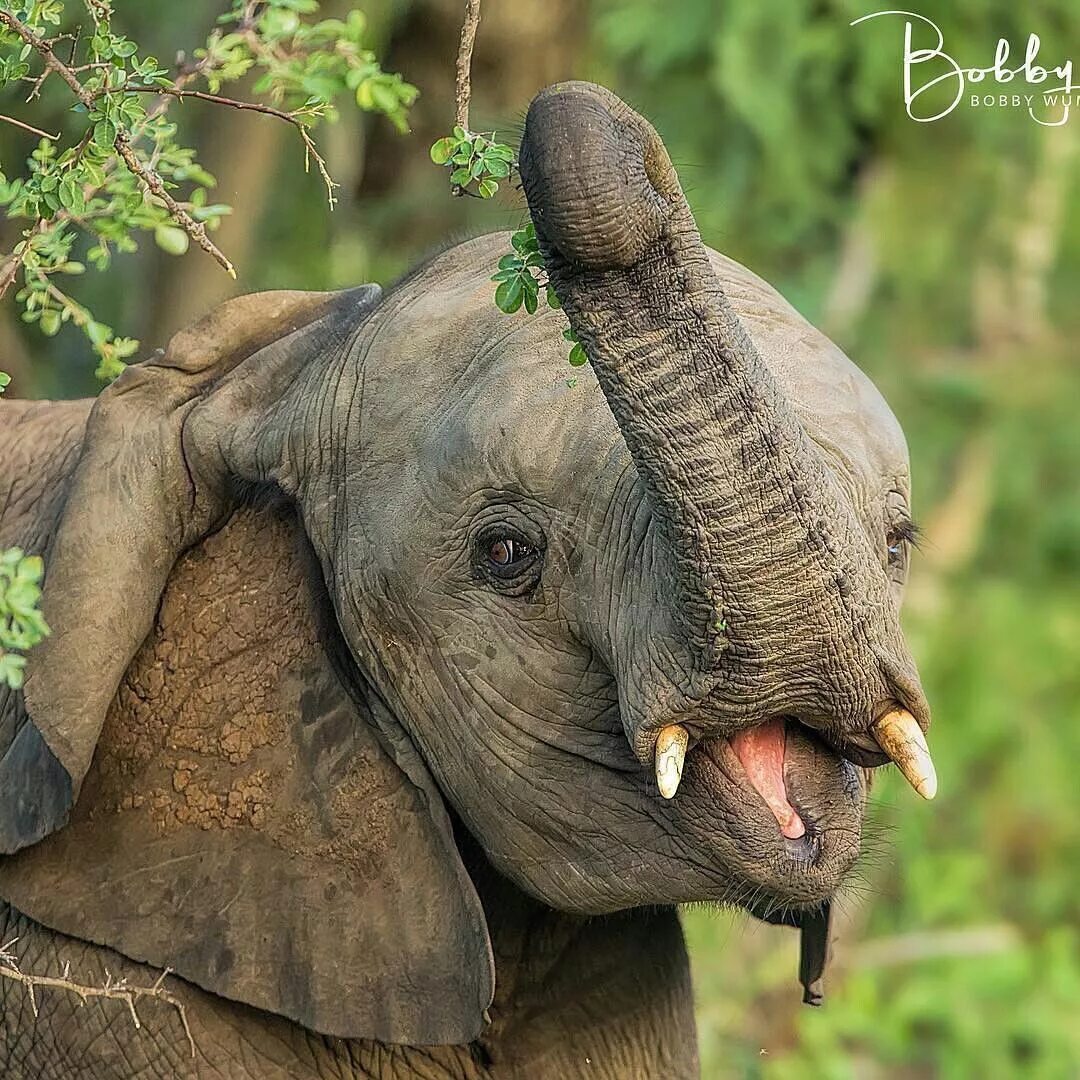 Happy elephant. Радостный Слоненок. Счастливый слон. Happy Elephants. Фото радостного слона.