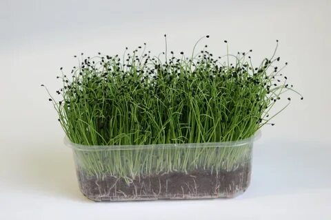 Микрозелень самара