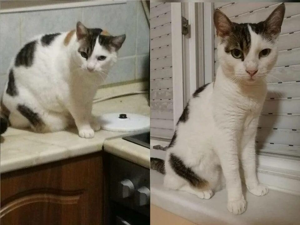 Кот похудел не есть. Исхудавший кот. кот худеет. кот отощал. коты худеют.