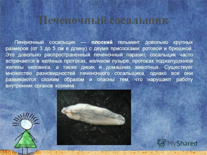 печёночный сосальщик заьолеыание. сосальщики, паразитирующие в печени. печеночный сосальщик лабораторная диагностика. заболевание вызываемое печеночным сосальщиком. Fasciola hepatica путь заражения.