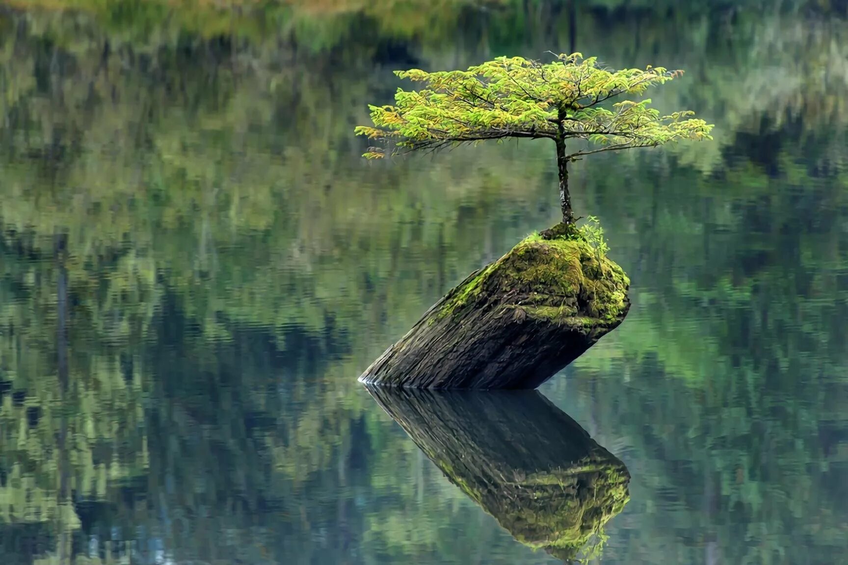 Деревья смотрят в воду. Дерево посреди озера. Одинокое дерево на скале. Дерево растущее на скале. Дерево на скале.