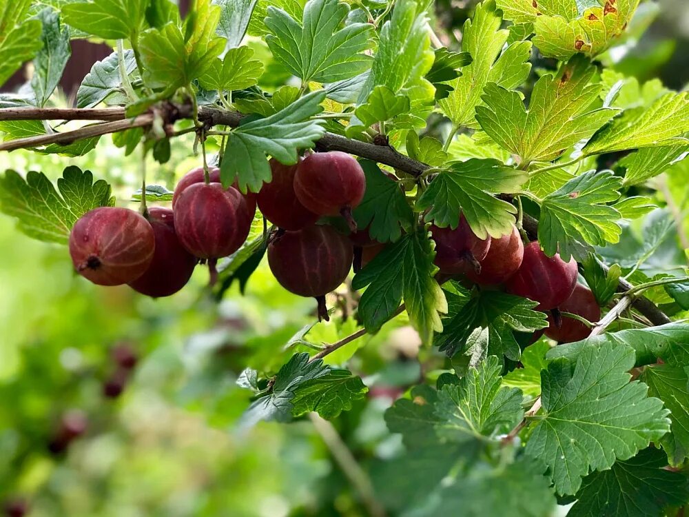 Как используют крыжовник. Крыжовник уральский бесшипный. крыжовник (ribes grossularia `командор`). крыжовник сорт командор. крыжовник бесшипный черный.