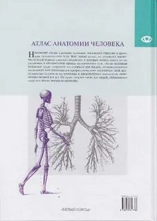 Анатомия белого