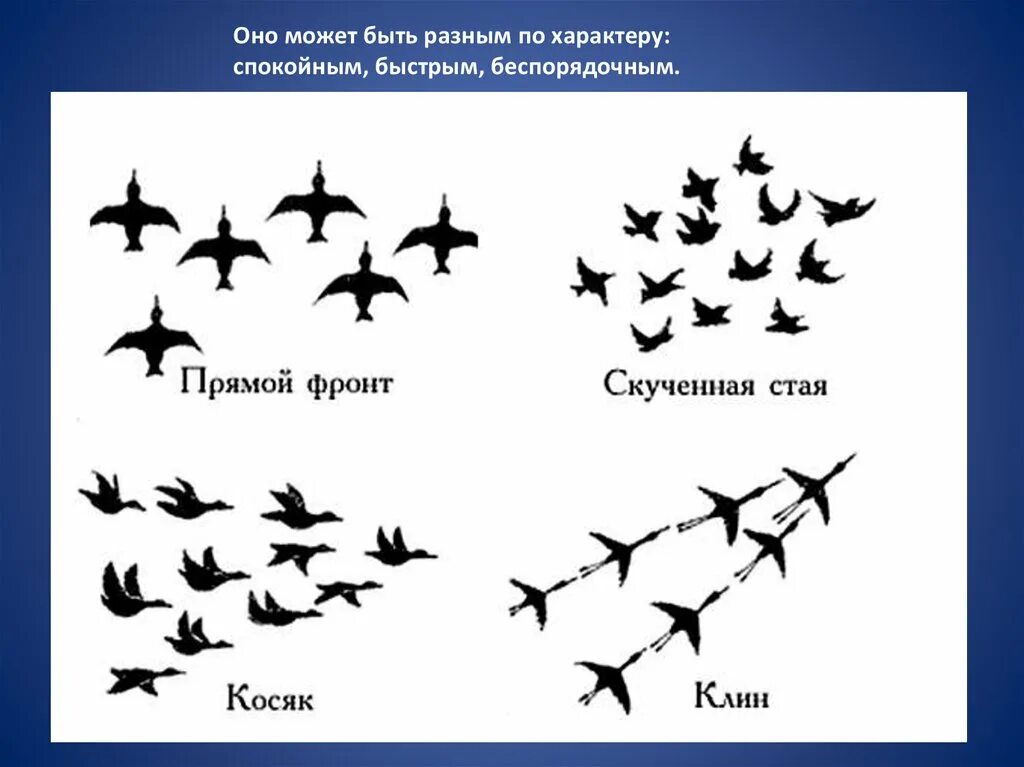 Птицы перелетают 2. Прямой фронт перелетных птиц. Косяк и Клин птиц отличие. Ритмическое изображение летящих птиц. Ритм пятен птицы.