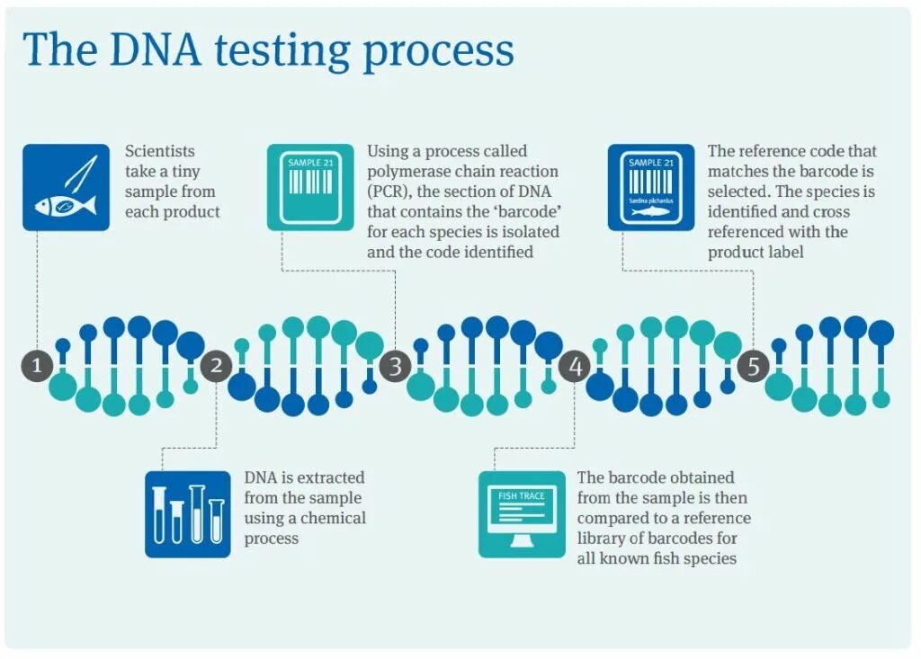 Дали днк тест. DNA тест. ДНК инфографика. Сотовая связь DNA. Test process.
