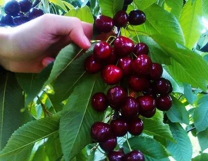 Лучшие сорта колоновидной вишни