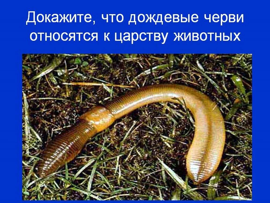 Дождевой червь какая группа животных. Дождевой червь относится. Дождевые черви являются.