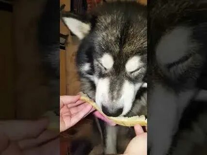 Хаски дыня