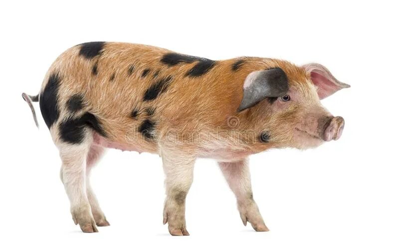 Свинья с плакатом черная в формате cdr. 9 поросят. Свинья 9. Свинья копилка из кожи. Свинья 9.