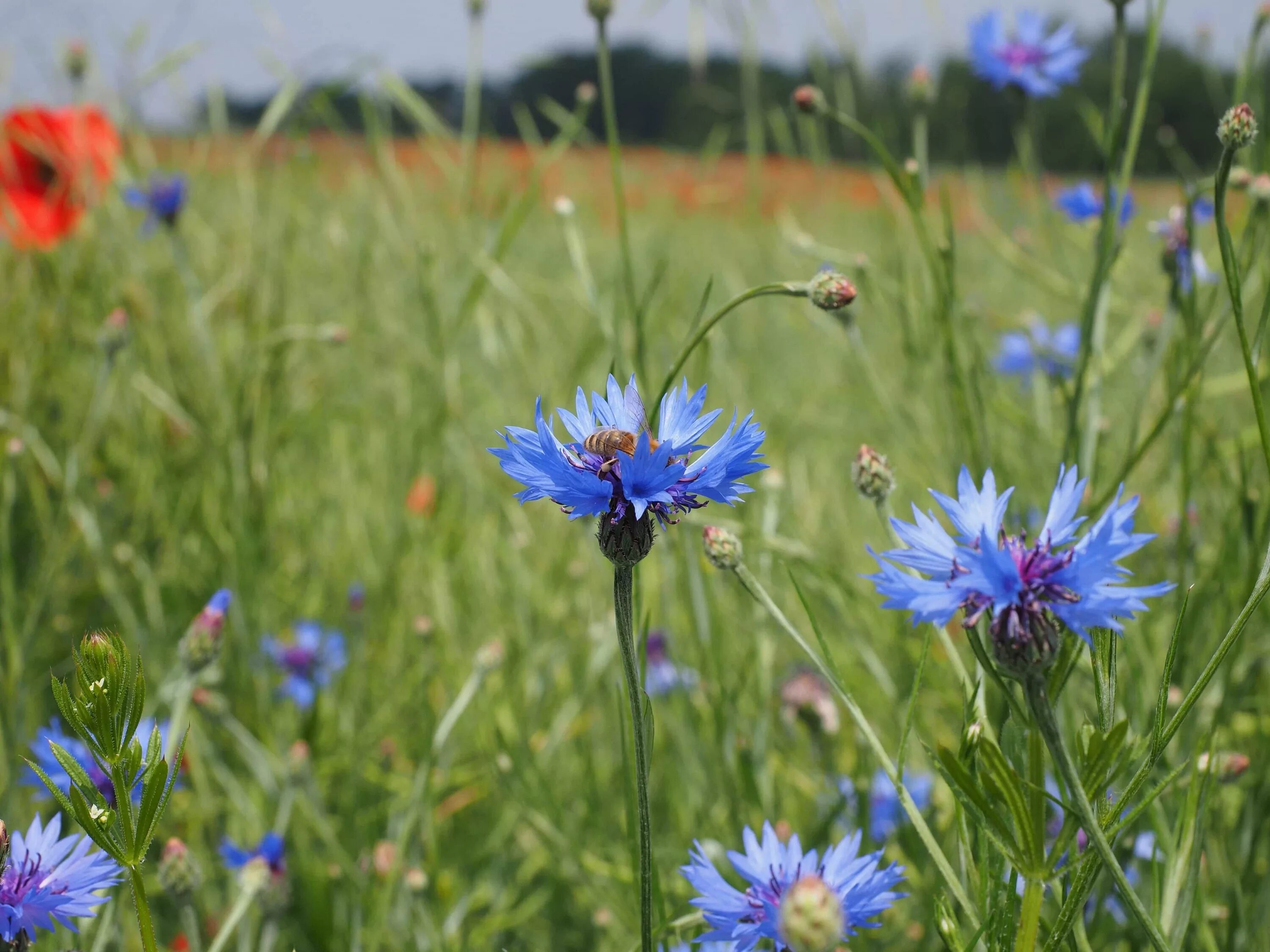 Полевые цветы васильки. Василек полевой Centaurea cyanus. Бодяк Василек Луговой. Растения Луга Василек. Василек синий (Centaurea cyanus).