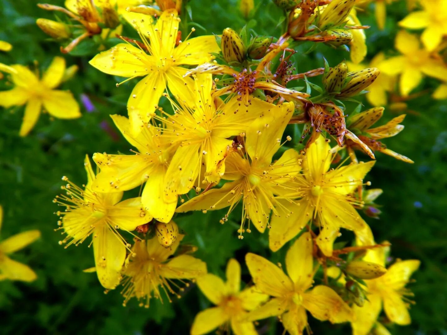 Зверобой гиперицин. Зверобой геблера. Трава зверобоя продырявленного. Зверобоя обыкновенного трава препараты. Зверобой на ладони.