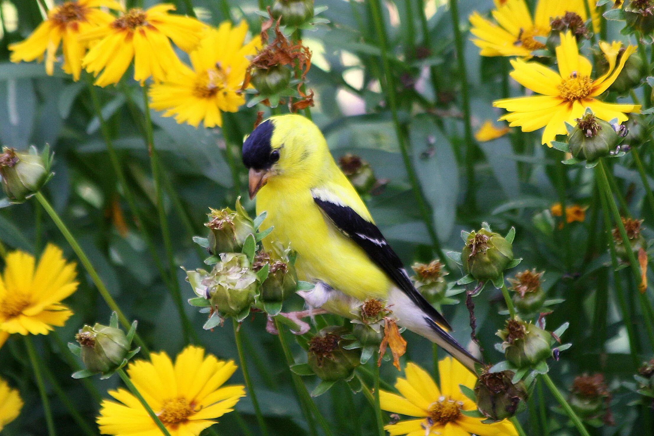 Чиж колокольчик. American Goldfinch птица. Американский Чиж. Male American Goldfinch Чиж. Жёлтый американский щегол.