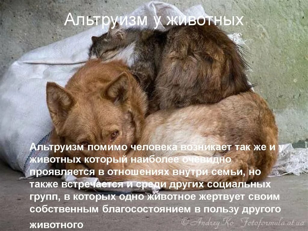 Альтруизм у животных. Альтруизм у животных примеры. альтруистическое поведение животных. альтруизм. альтруистические поступки.