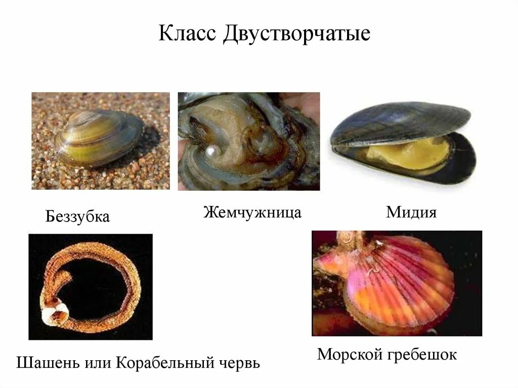 Класс двустворчатые моллюски представители. Представители класса двустворчатые моллюски 7 класс. Беззубки жемчужницы перловицы. Класс двустворчатые беззубка.