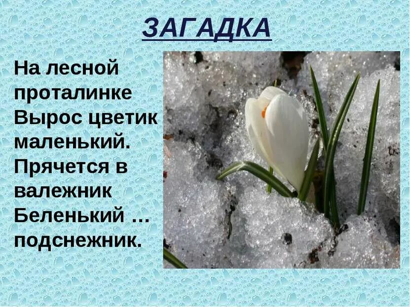 На лесной проталинке вырос. Загадка про Подснежник. Загадки про весну. Загадка про Подснежник для детей. Весенние загадки.