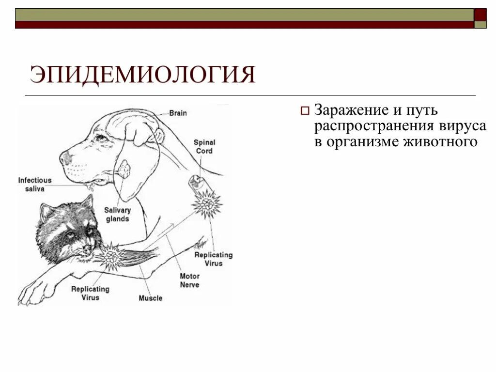 Бешенство этиология. Вирус бешенства патогенез. Пути распространения вируса бешенства в организме животных. Патогенез вируса бешенства схема. Патогенез бешенства у животных.