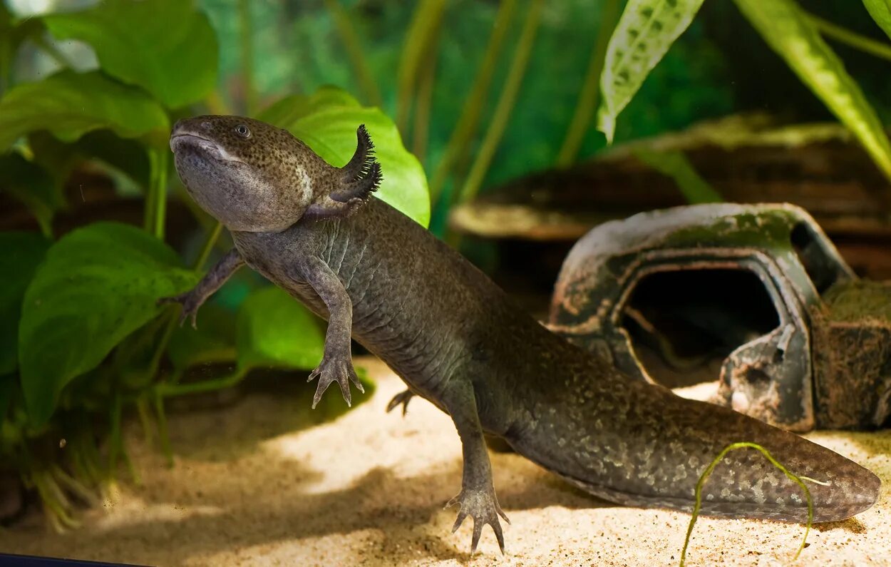 Аксолотль и амбистома. Тритон аквариумный аксолотль. Аксолотль (Ambystoma mexicanum). Иглистый Тритон альбинос. Саламандра аксолотль.