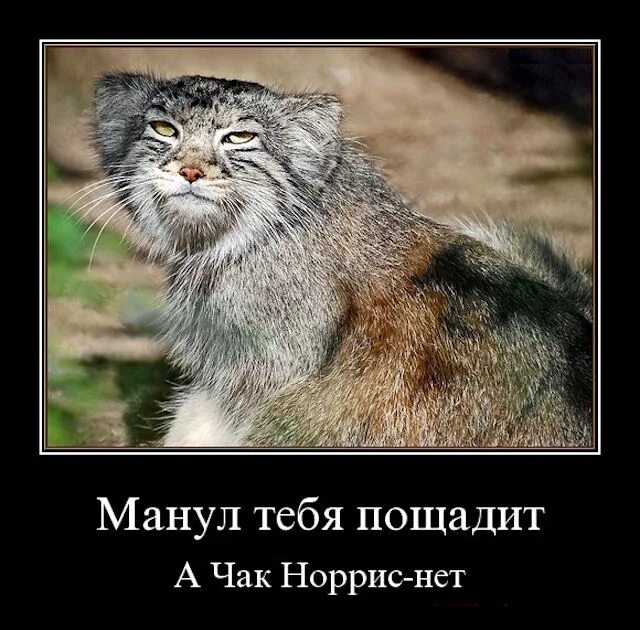 Манул пушкин. Манул погладь кота. манул злой. манул прикол. манул демотиватор.