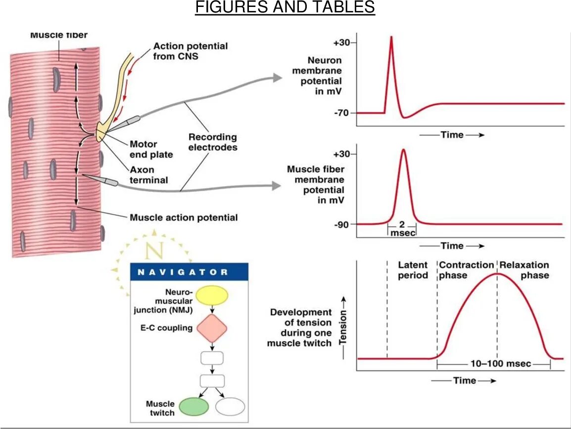 Has potentials