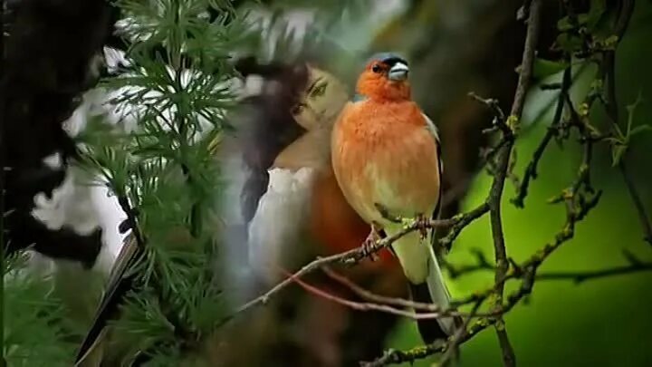 Птичка в терновнике. Птица в терновнике. Поющие в терновнике птичка. Птица в терновнике. Птица и куст терновника.