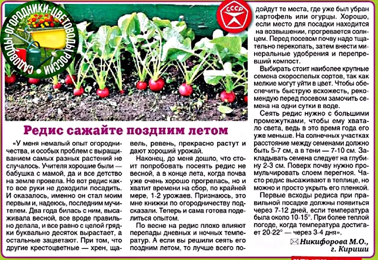 Посадка редиса по лунному календарю в 2024. Посадка редиса. Садоводы-огородники-цветоводы России. Когда сажать рассаду. Сажать редиску таблица.