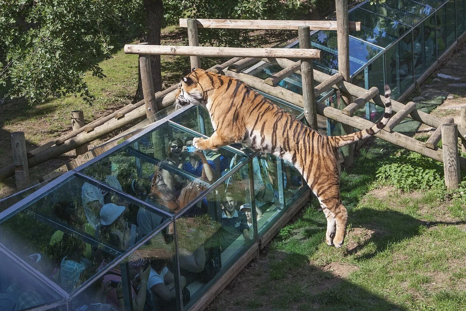 Zoo animals park. Туари сафари парк Франция. Парк Кольморден Швеция. Кольморденский зоопарк Швеция. Kolmarden зоопарк сафари Швеция.