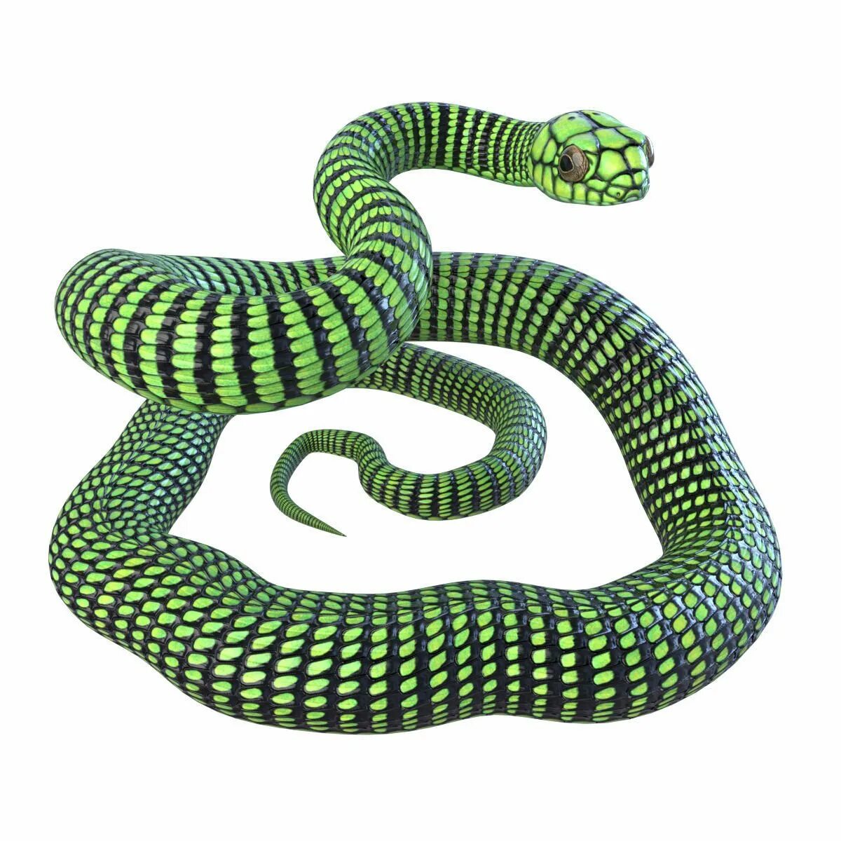 D snake. Бумсланг змея. 3д модель змея Слизерин. 3d model змея Aspid. Атака бумсланг змея.