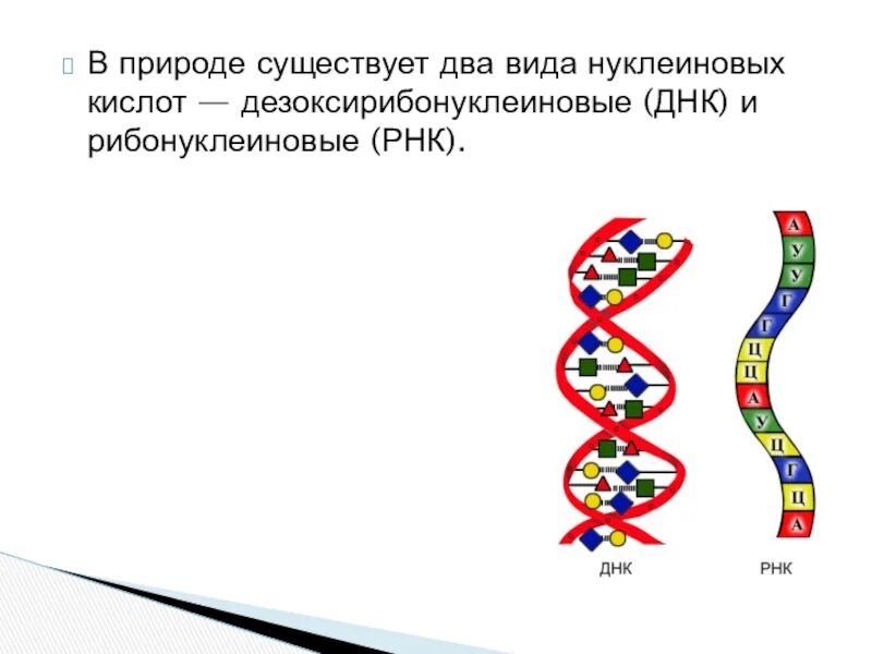 Нуклеиновые кислоты ДНК. Строение нуклеиновых кислот ДНК. Строение нуклеиновых кислот ДНК И РНК. Схема строения нуклеиновых кислот.