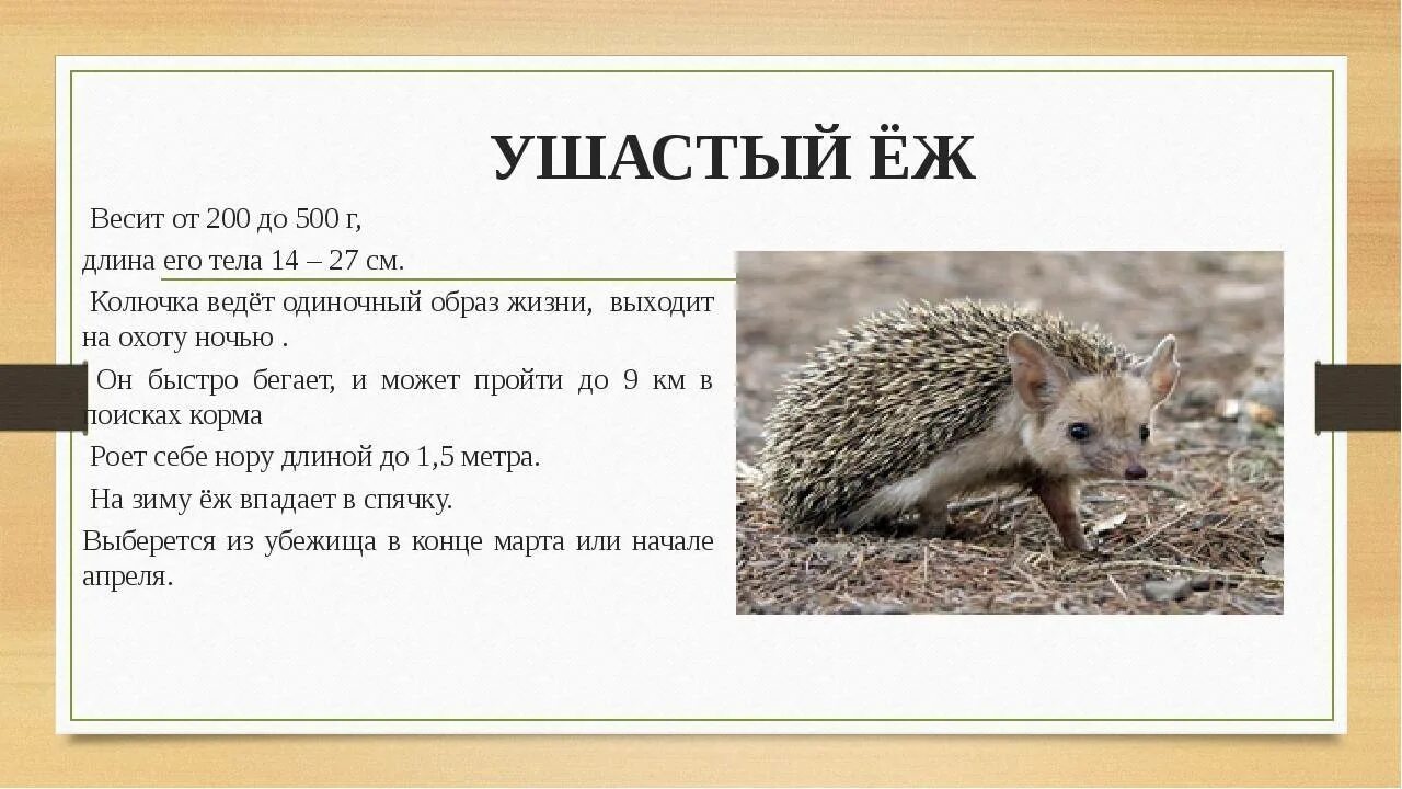 Почему еж ушастый. Ушастый ёж красная книга воронежской области. еж ушастый красная книга саратовской области. ушастый ёж в воронежской области. ёж ушастый описание.