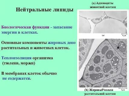 Клетки и ткани наиболее богаты липидами