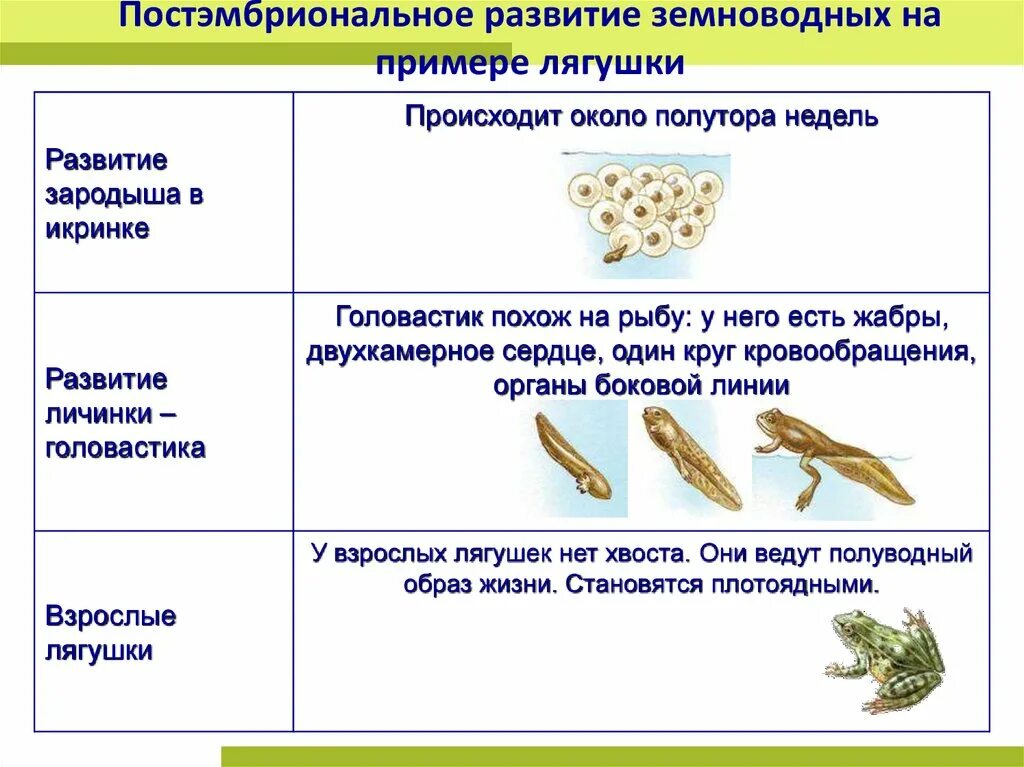 Этапы развития лягушки схема. Стадии развития головастиков лягушки таблица. Развитие земноводных кратко схема. Схема размножения и развития земноводных.