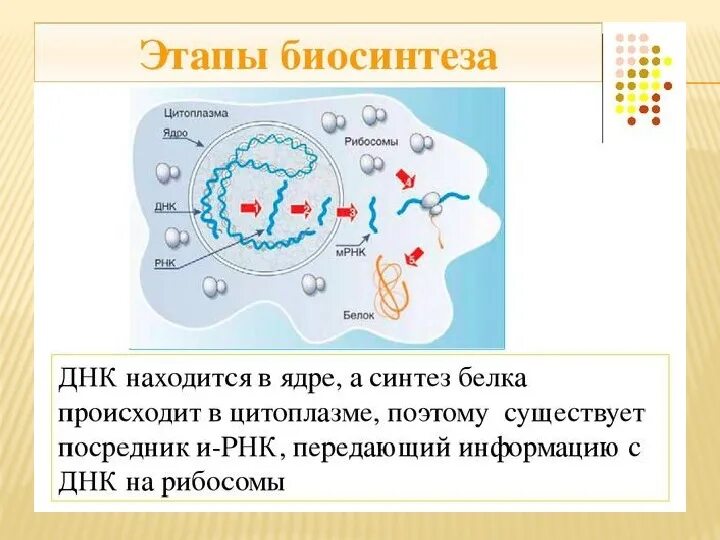 Происходит в цитоплазме на рибосомах