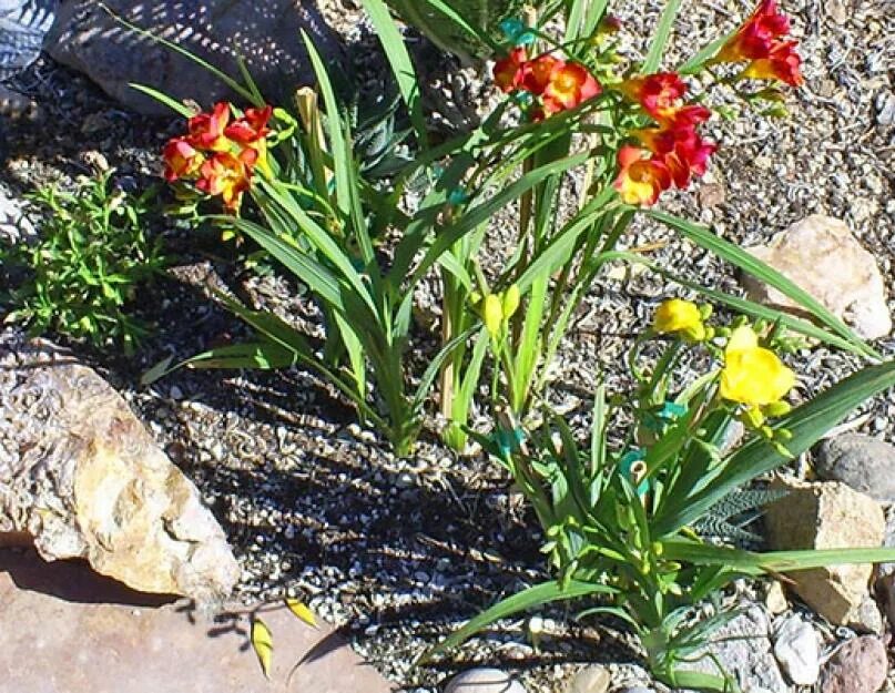 Фрезия рассада. Фрезия всходы. Фрезия клубневая. Фрезия (freesia). Спараксис луковицы.