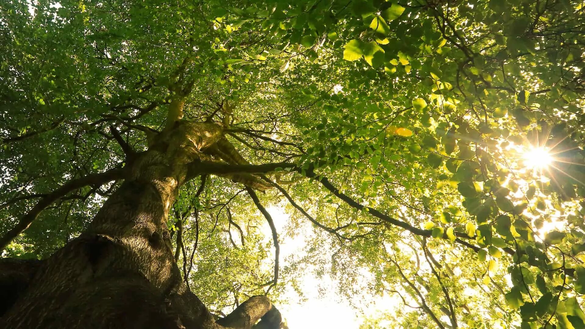 Tree week. Бук дерево. Бук дерево фото. Лак для дерева без бук.