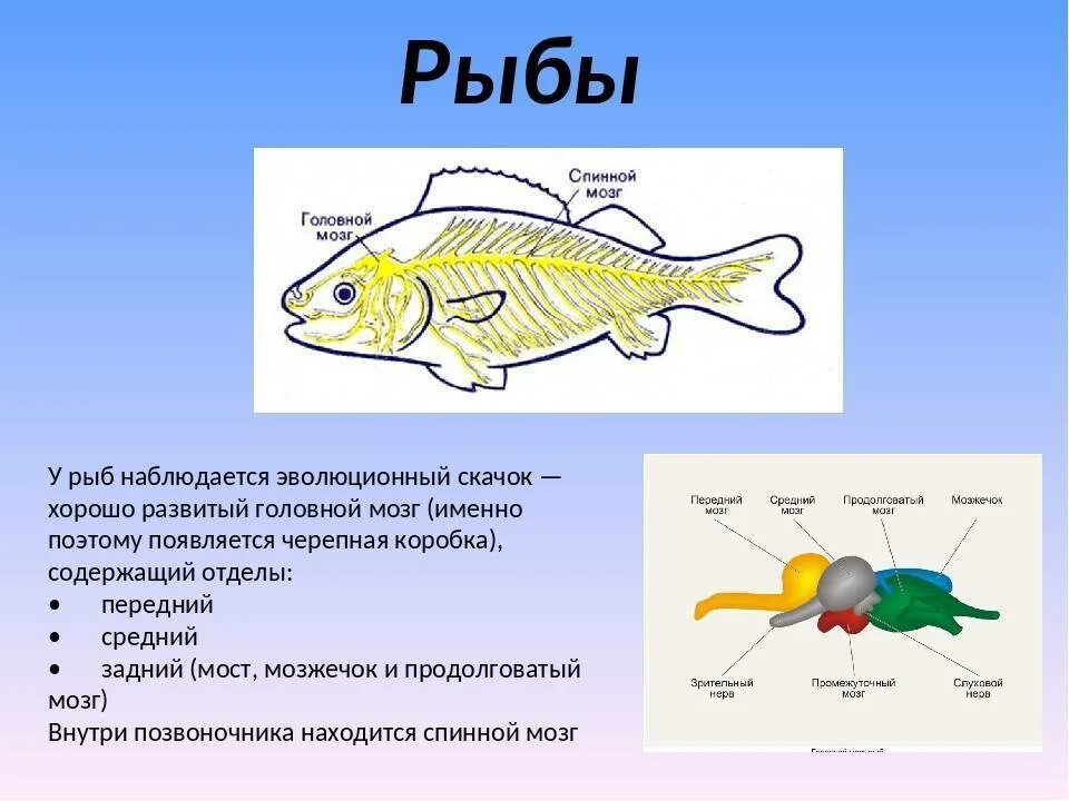 Головной мозг рыбы. Отделы мозга рыб. Системы рыб. Нервная система рыб.