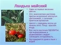 Ядовитые растения окружающий мир 2 класс сообщение. Окружающий мир 3 кл ядовитые растения. ядовитые ягоды 2 класс окружающий мир. сообщение о ядовитых растениях. ядовитые растения и грибы.