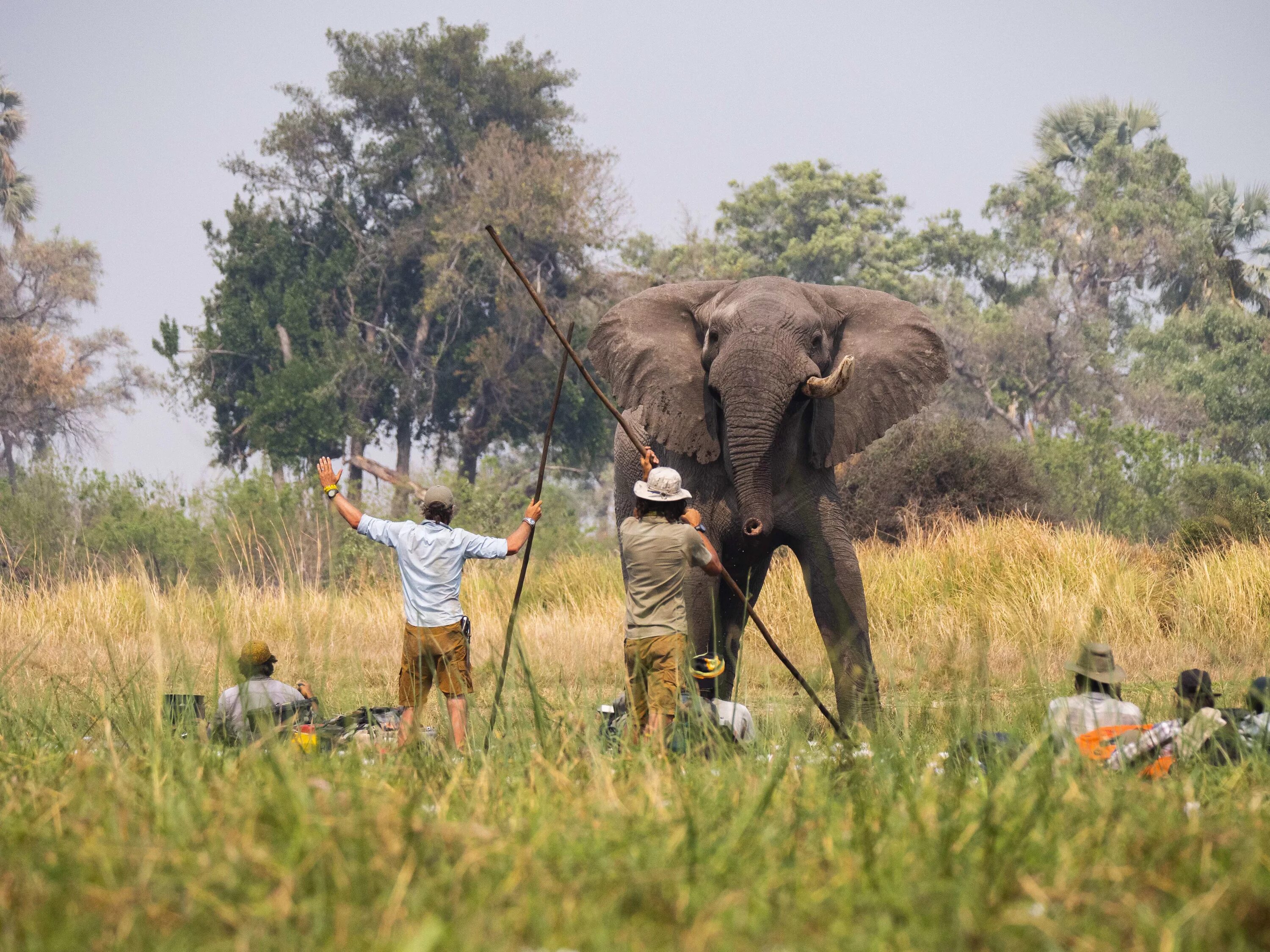 Okavango полный привод. Окаванго джтлт. Jeally Okavango. Джоли Окаванго.