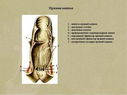 Произвольный сфинктер образован