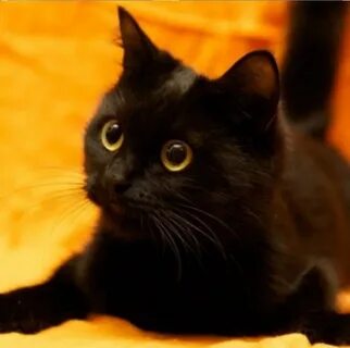 Котята с желтыми глазами