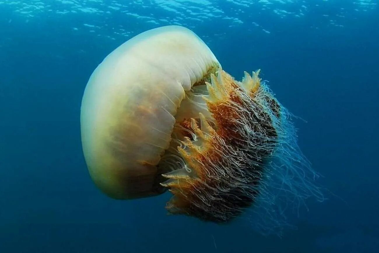 японское море самое большое. север острова хоккайдо. остров хоккайдо япония. японское море самое большое. обитатели тихого океана.