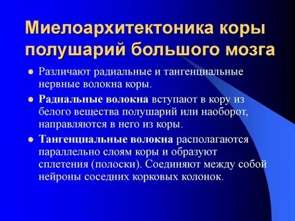 Нервные волокна коры больших полушарий