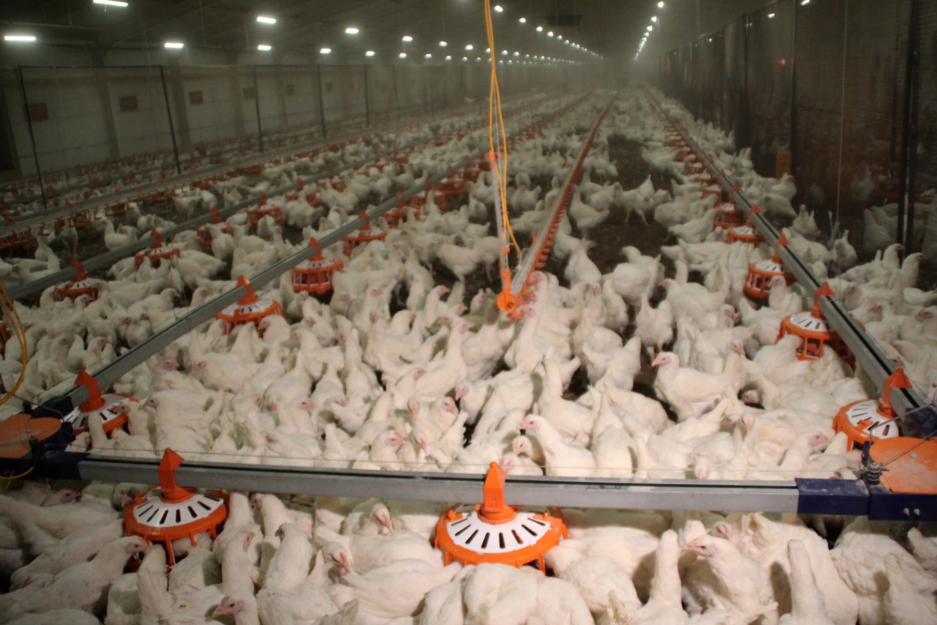 Белая птица птицефабрика. Птицефабрика белая птица курск. Белая птица птицефабрика. Белая птица птицефабрика. Белая птица белгород маслова пристань.