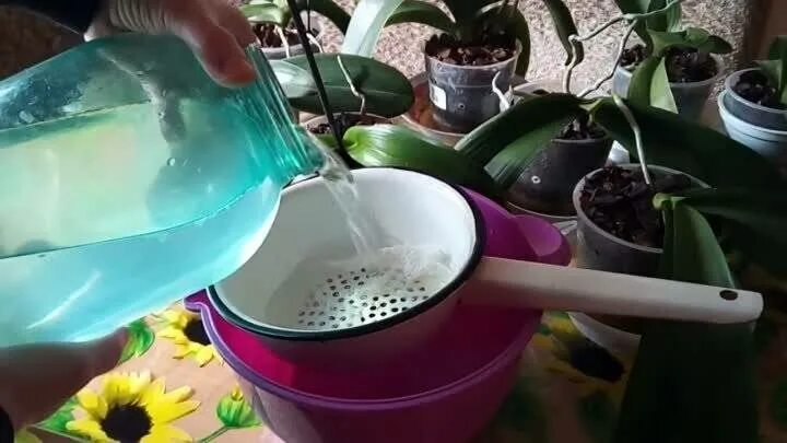 Фаленопсис на гидропонике. Опрыскивание орхидей. Чесночно рисовая вода для орхидей. Чесночно рисовая вода для орхидей. Рисовая вода для орхидей.