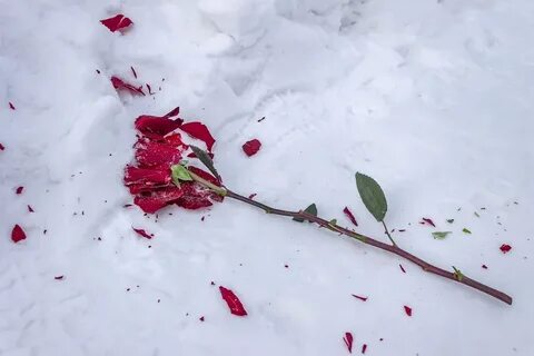 Цветок на снегу книга