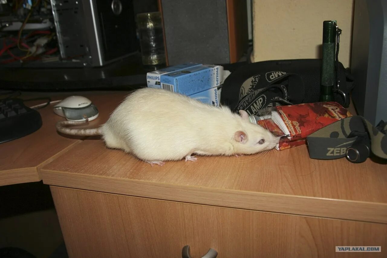 Большие белые крысы. Крупная домашняя крыса. Белая крыса альбинос. Большая белая крыса. Большая белая крыса.