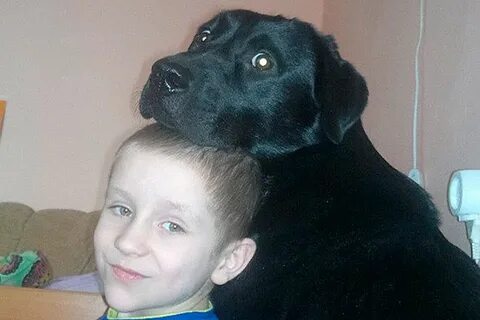 Папа подари собаку