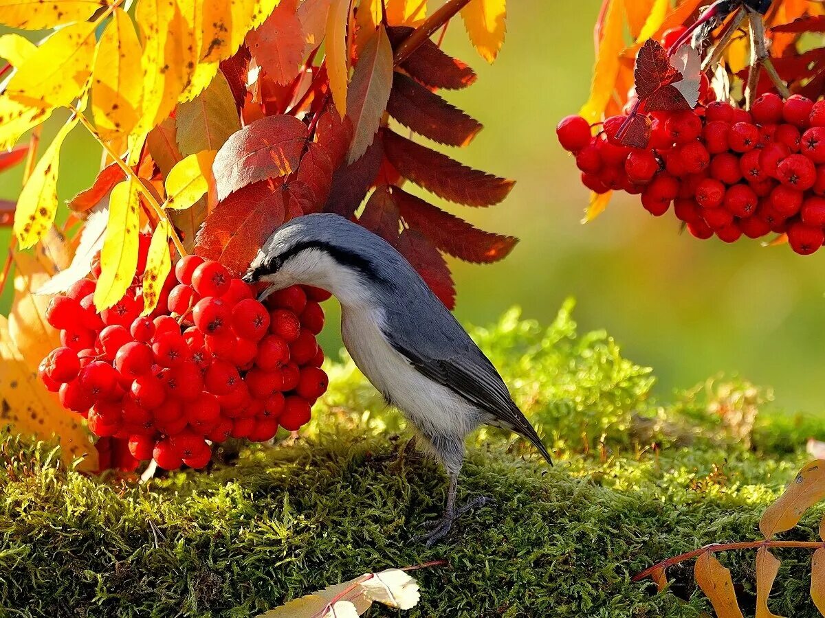 Autumn birds. Осенние птицы. Птицы осенью. Птицы в осеннем лесу. Животные осенью.