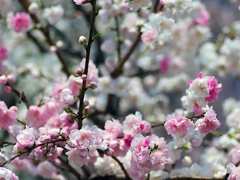Цветущее дерево персика. Нектарин цветение. Нектарин дерево цветущее. Персик дерево цветы. Цветение персика.