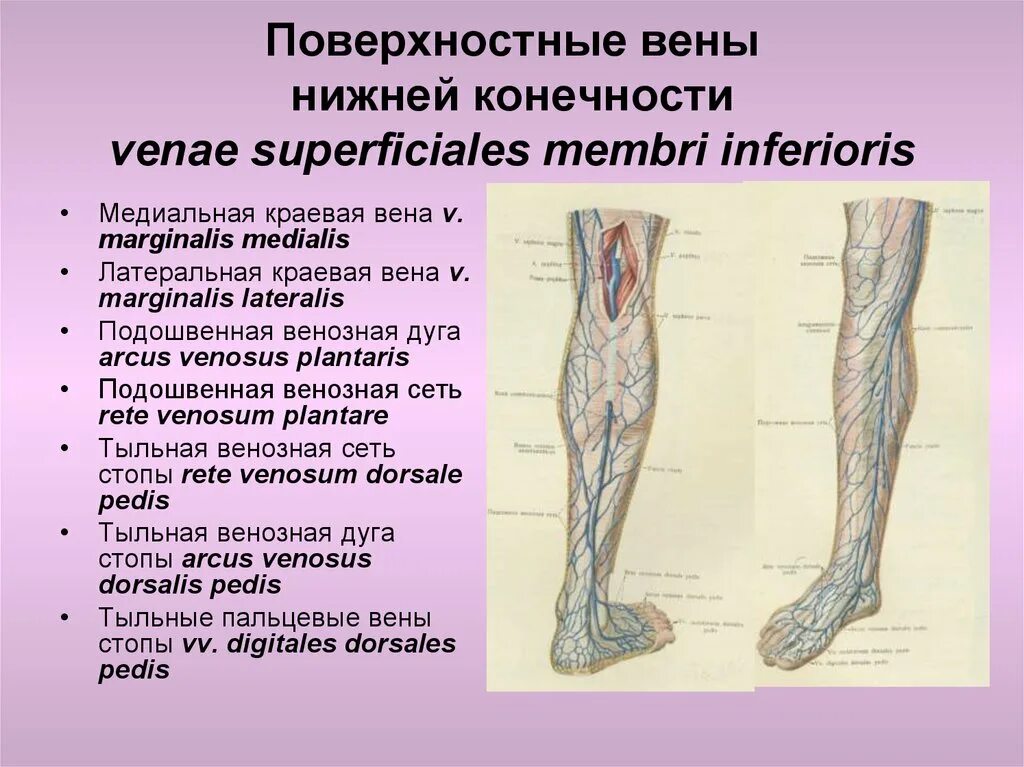 Функции нижних конечностей. Малая подкожная Вена нижней конечности анатомия. Большая подкожная Вена ноги анатомия. Суральная Вена нижних конечностей анатомия. Поверхностные вены нижней конечности анатомия.