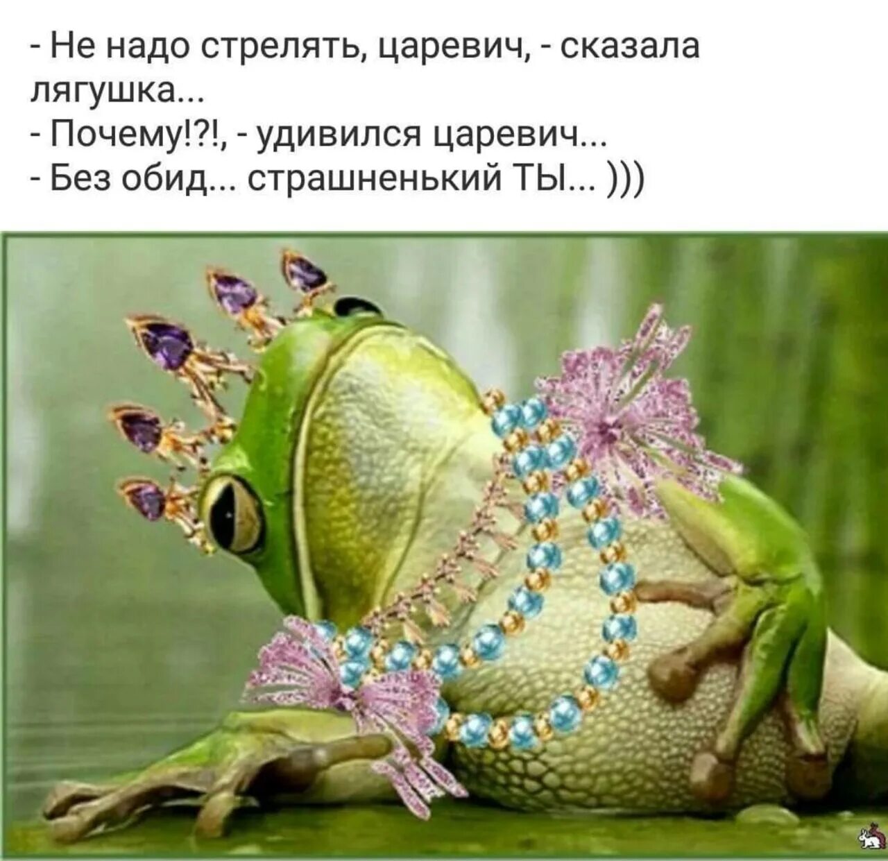 Жаба ква ква. Здравствуйте лягушка. Не надо стрелять царевич сказала. Смешные фразы про лягушек. Самый страшный зверь это жаба.